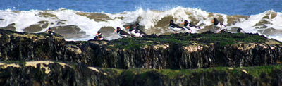 Ref:30 OYSTER CATCHERS